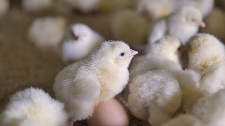 Afbeelding bij Pluimveeweb Thema-avond Gezondheid vlees