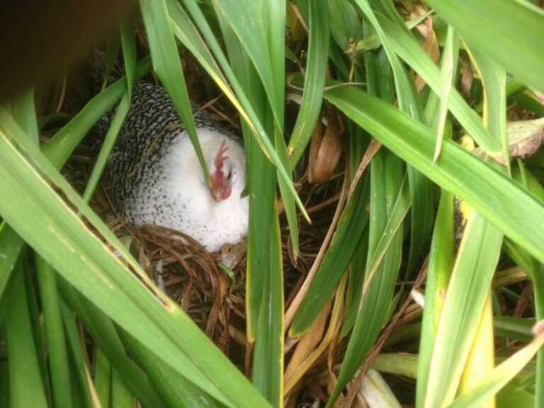 Hobby kip in nest buiten ter illustratie van de cursus ziekten en kwalen bij hobbykippen