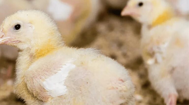 Afbeelding bij cursus Besluit Vleeskuikenhouderij